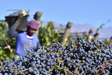 Bodegas Caro, Argentina, Dom. Barons de Rothschild (Lafite)
