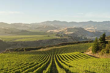 Villa Maria, New Zealand